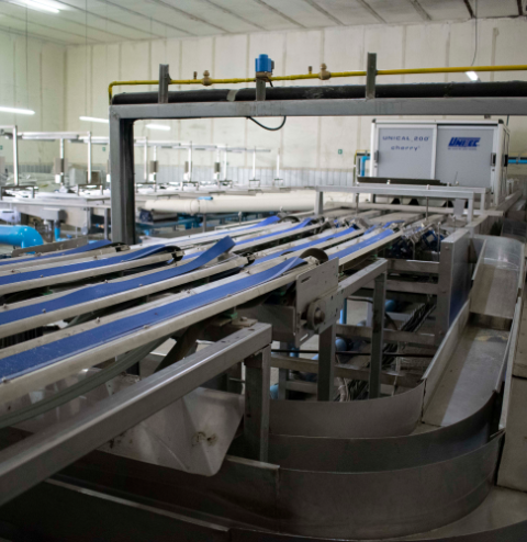 Linea de Proceso de Cerezas Unitec - PortalPacking.com